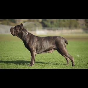 Meet your Posher, Shawn